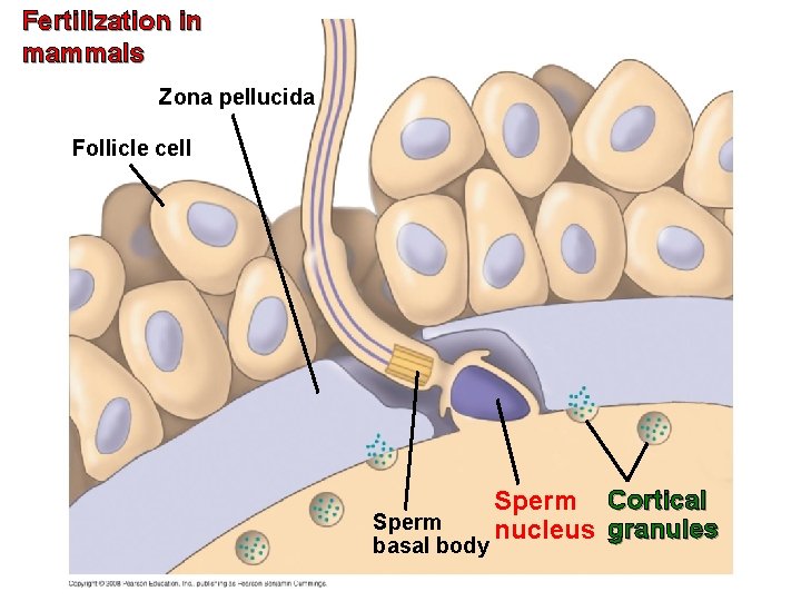 Fertilization in mammals Zona pellucida Follicle cell Sperm basal body Sperm Cortical nucleus granules