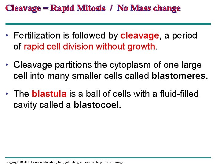 Cleavage = Rapid Mitosis / No Mass change • Fertilization is followed by cleavage,