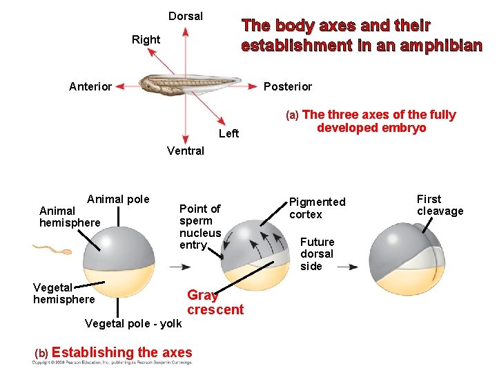 Dorsal The body axes and their establishment in an amphibian Right Anterior Posterior (a)