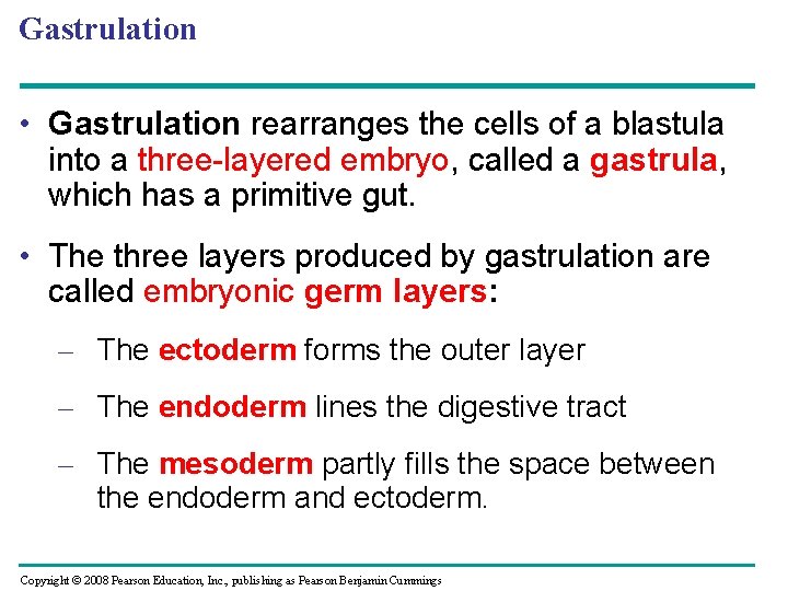 Gastrulation • Gastrulation rearranges the cells of a blastula into a three-layered embryo, called
