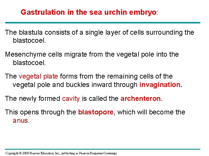 Gastrulation in the sea urchin embryo: The blastula consists of a single layer of