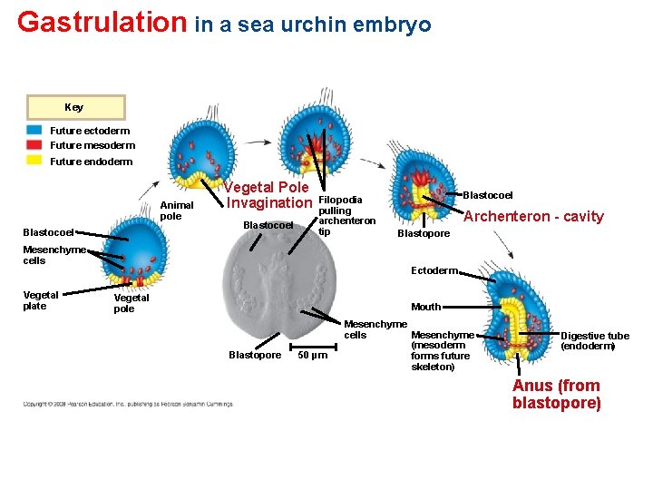 Gastrulation in a sea urchin embryo Key Future ectoderm Future mesoderm Future endoderm Animal