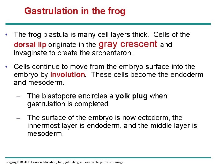 Gastrulation in the frog • The frog blastula is many cell layers thick. Cells