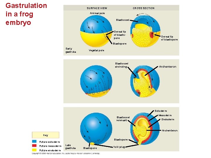 Gastrulation in a frog embryo SURFACE VIEW CROSS SECTION Animal pole Blastocoel Dorsal lip