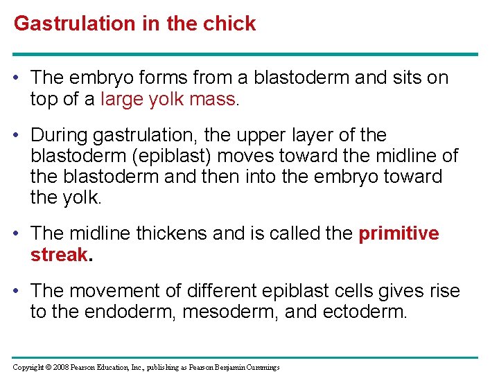 Gastrulation in the chick • The embryo forms from a blastoderm and sits on