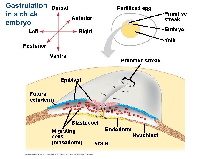Gastrulation in a chick embryo Dorsal Fertilized egg Anterior Left Primitive streak Embryo Right