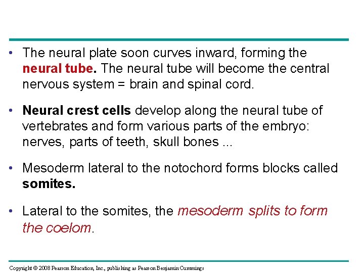  • The neural plate soon curves inward, forming the neural tube. The neural
