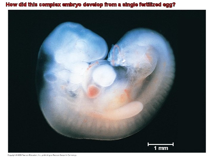 How did this complex embryo develop from a single fertilized egg? 1 mm 