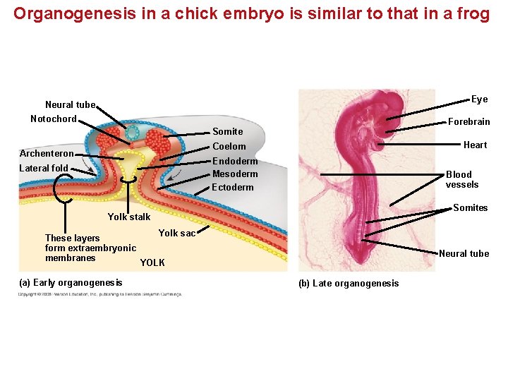 Organogenesis in a chick embryo is similar to that in a frog Eye Neural