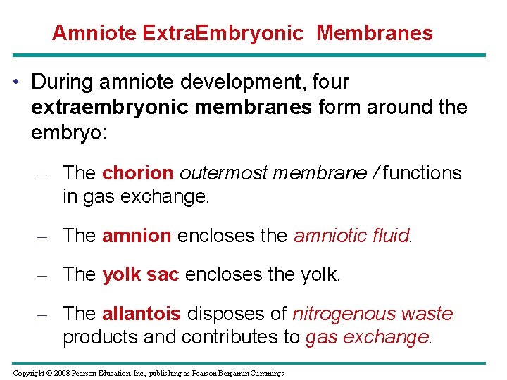 Amniote Extra. Embryonic Membranes • During amniote development, four extraembryonic membranes form around the