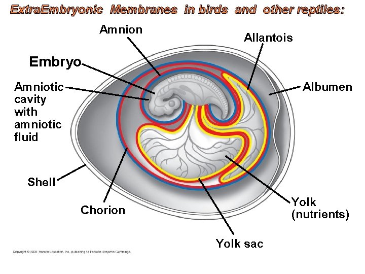 Extra. Embryonic Membranes in birds and other reptiles: Amnion Allantois Embryo Amniotic cavity with