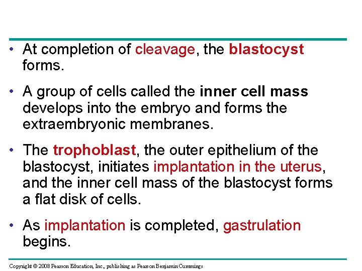  • At completion of cleavage, the blastocyst forms. • A group of cells