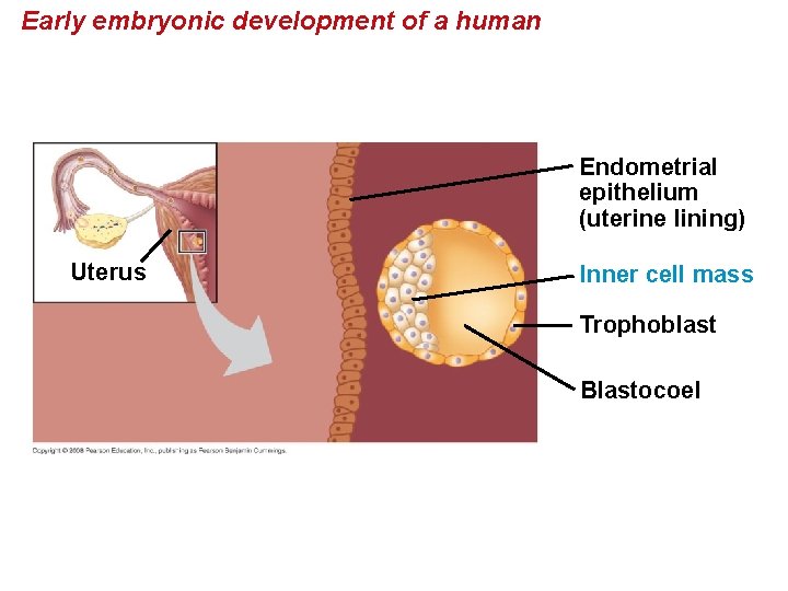 Early embryonic development of a human Endometrial epithelium (uterine lining) Uterus Inner cell mass