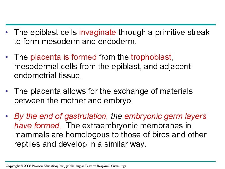  • The epiblast cells invaginate through a primitive streak to form mesoderm and