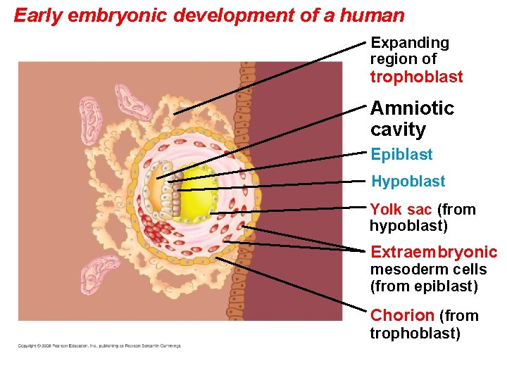 Early embryonic development of a human Expanding region of trophoblast Amniotic cavity Epiblast Hypoblast