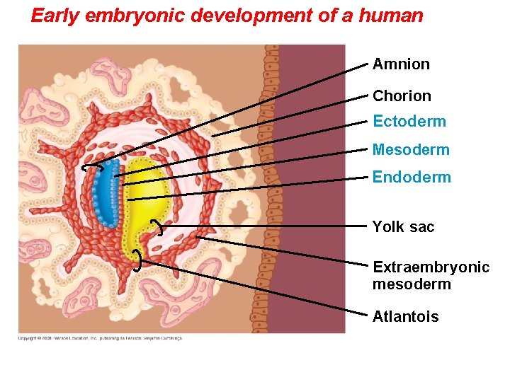 Early embryonic development of a human Amnion Chorion Ectoderm Mesoderm Endoderm Yolk sac Extraembryonic