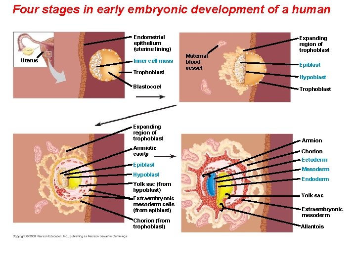 Four stages in early embryonic development of a human Endometrial epithelium (uterine lining) Uterus
