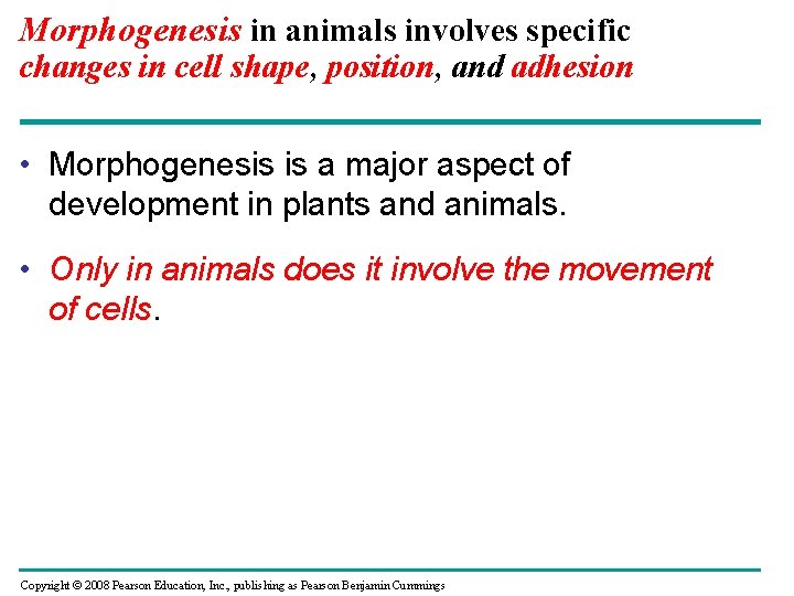 Morphogenesis in animals involves specific changes in cell shape, position, and adhesion • Morphogenesis