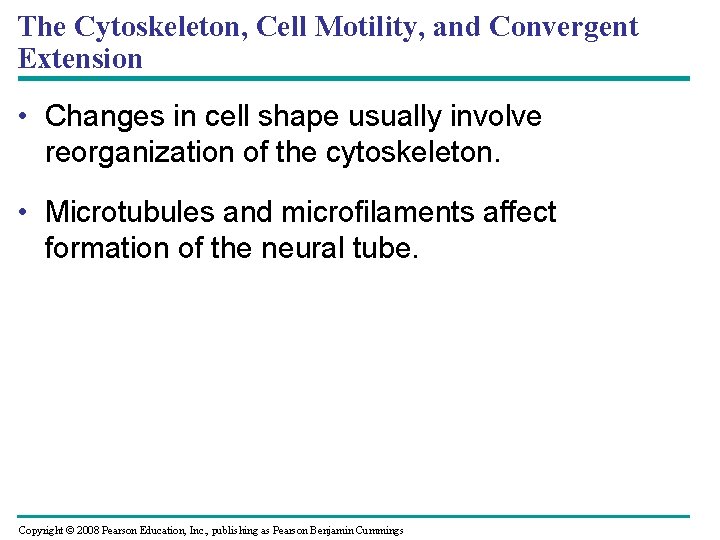 The Cytoskeleton, Cell Motility, and Convergent Extension • Changes in cell shape usually involve