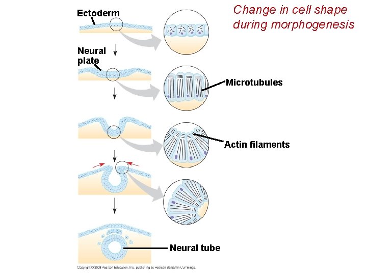 Change in cell shape during morphogenesis Ectoderm Neural plate Microtubules Actin filaments Neural tube