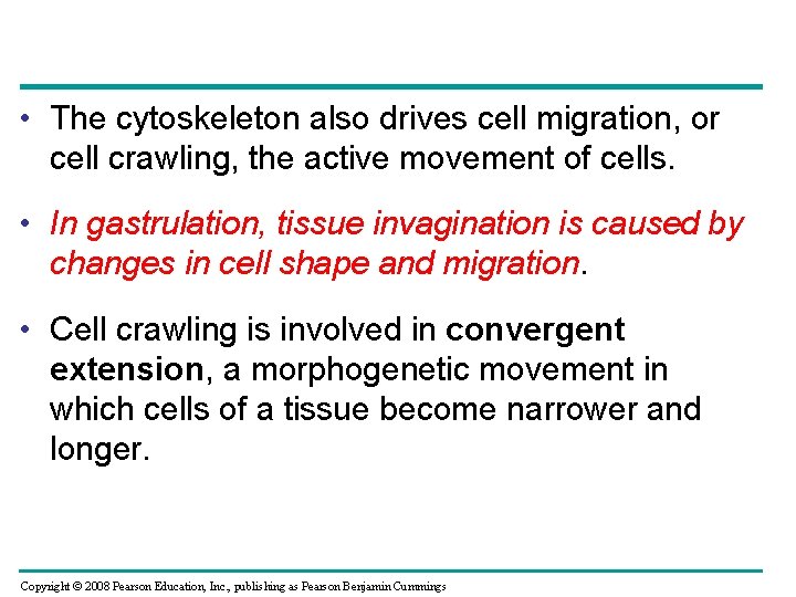  • The cytoskeleton also drives cell migration, or cell crawling, the active movement