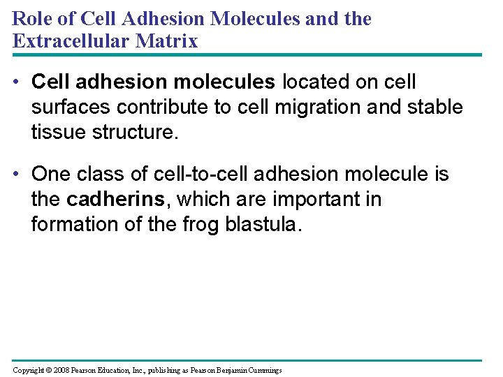 Role of Cell Adhesion Molecules and the Extracellular Matrix • Cell adhesion molecules located