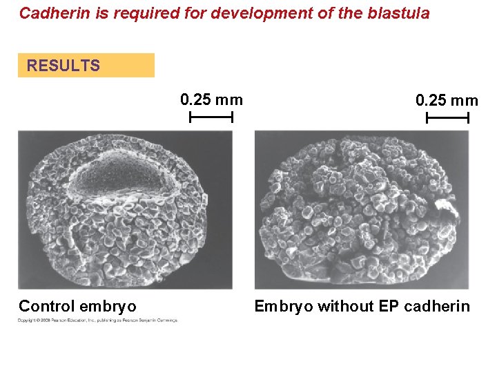 Cadherin is required for development of the blastula RESULTS 0. 25 mm Control embryo