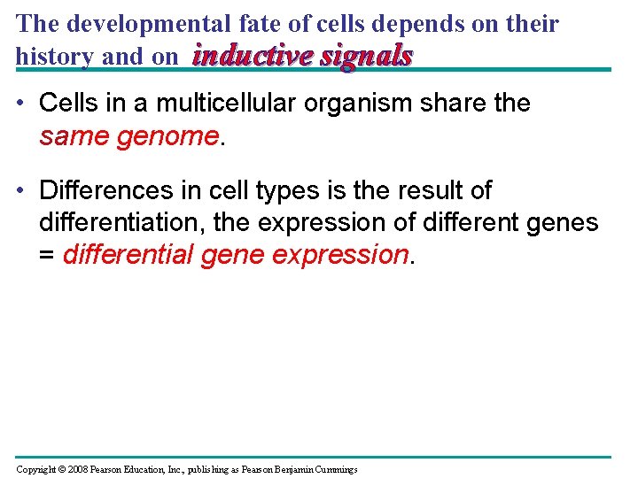 The developmental fate of cells depends on their history and on inductive signals •