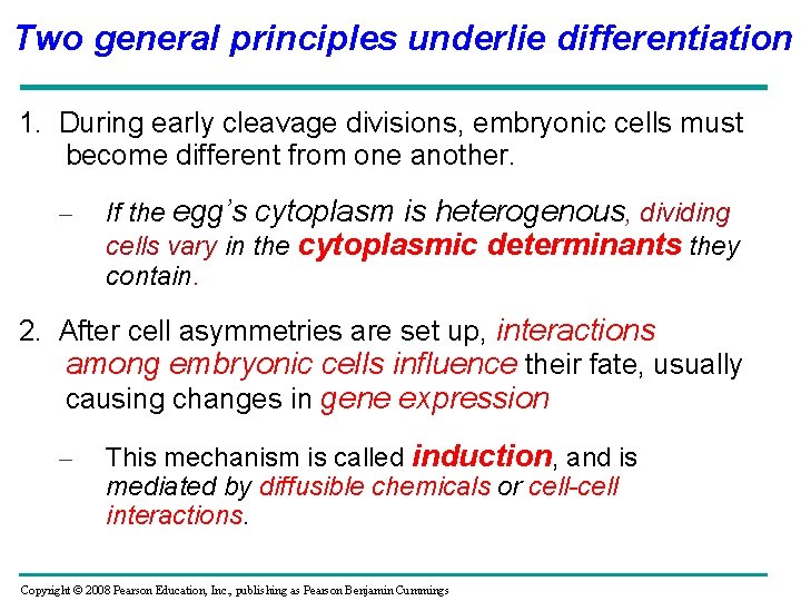 Two general principles underlie differentiation 1. During early cleavage divisions, embryonic cells must become