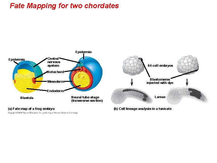 Fate Mapping for two chordates Epidermis Central nervous system 64 -cell embryos Notochord Blastomeres