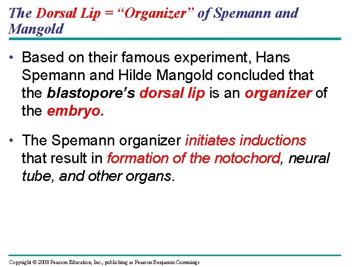 The Dorsal Lip = “Organizer” of Spemann and Mangold • Based on their famous