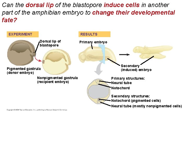 Can the dorsal lip of the blastopore induce cells in another part of the