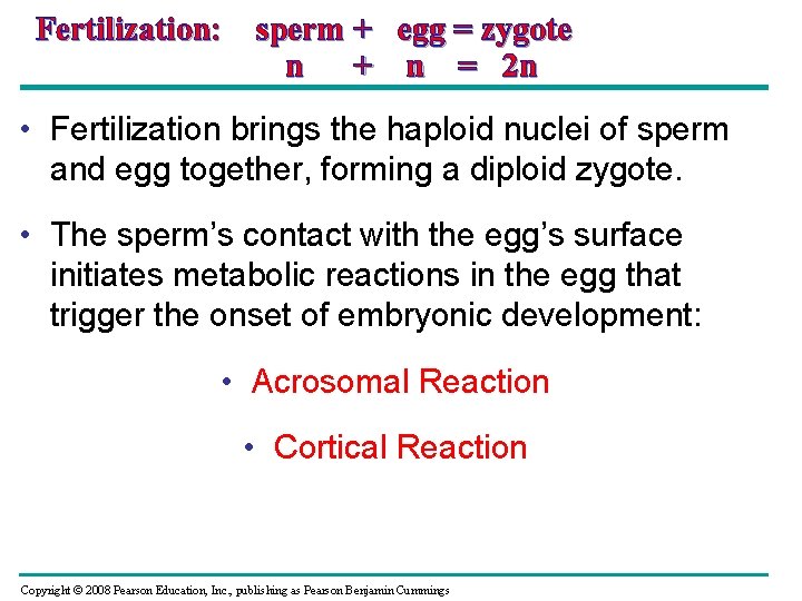 Fertilization: sperm + egg = zygote n + n = 2 n • Fertilization