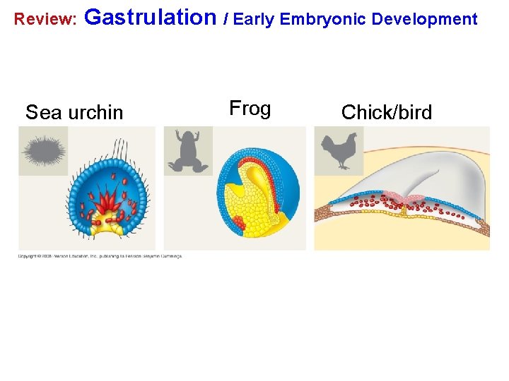 Review: Gastrulation / Early Embryonic Development Sea urchin Frog Chick/bird 