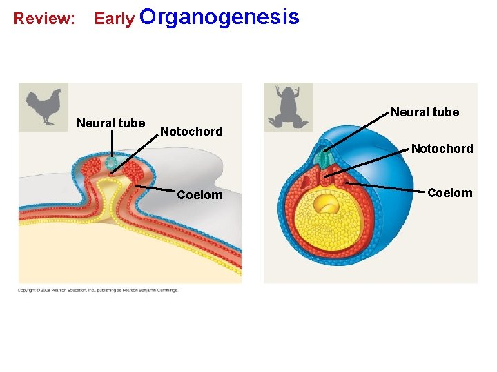 Review: Early Organogenesis Neural tube Notochord Coelom 