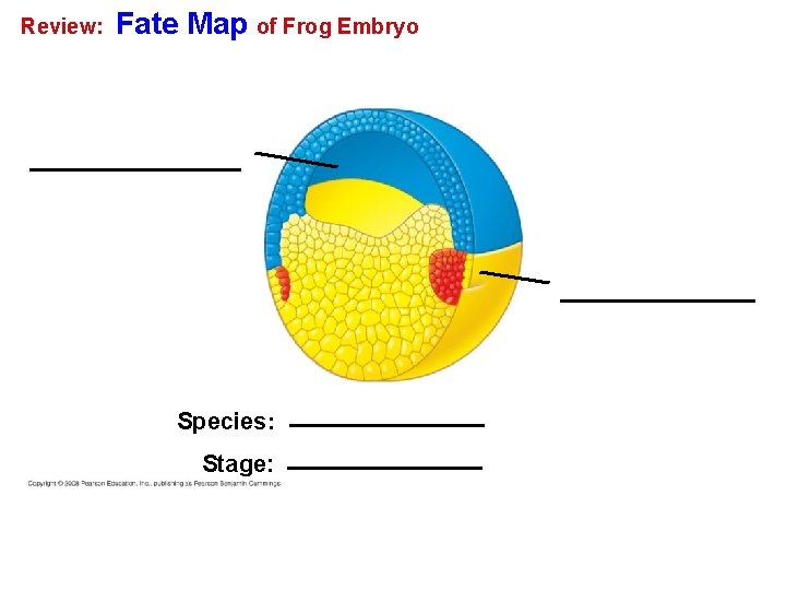Review: Fate Map of Frog Embryo Species: Stage: 