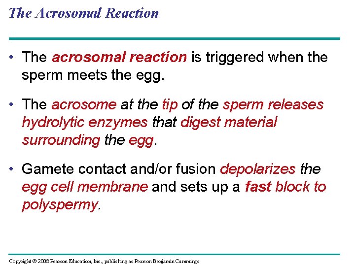 The Acrosomal Reaction • The acrosomal reaction is triggered when the sperm meets the