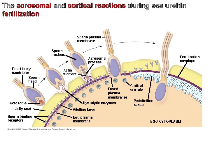 The acrosomal and cortical reactions during sea urchin fertilization Sperm plasma membrane Sperm nucleus