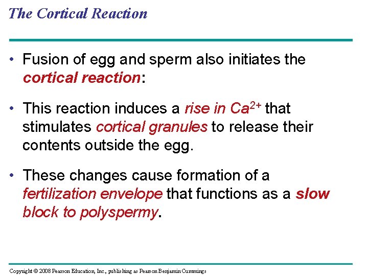 The Cortical Reaction • Fusion of egg and sperm also initiates the cortical reaction: