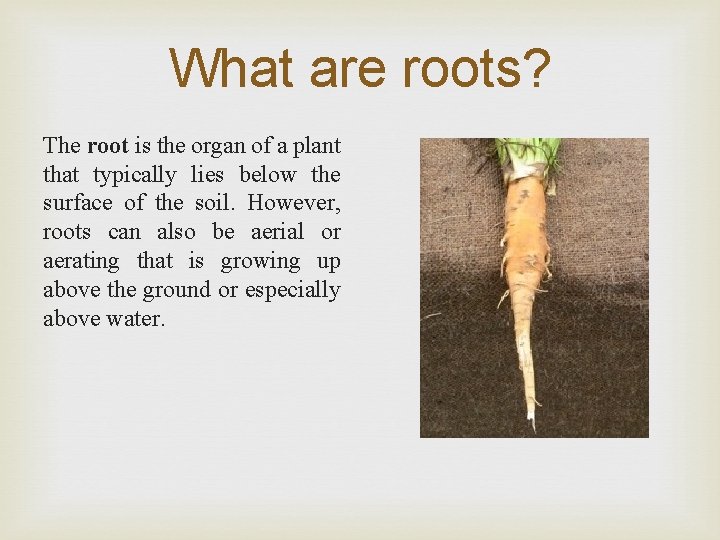 What are roots? The root is the organ of a plant that typically lies