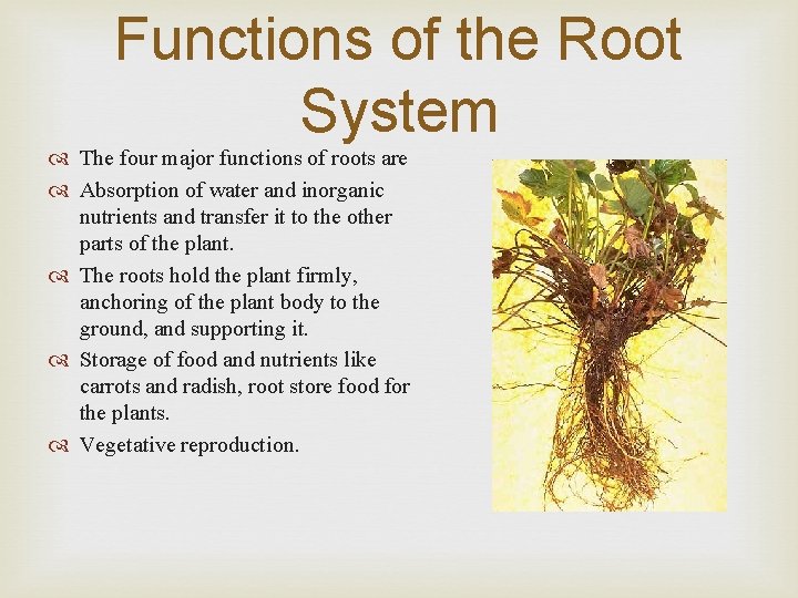 Functions of the Root System The four major functions of roots are Absorption of