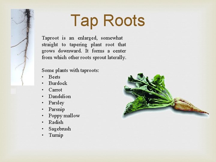Tap Roots Taproot is an enlarged, somewhat straight to tapering plant root that grows