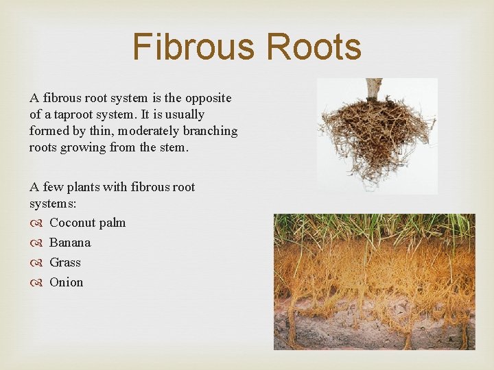 Fibrous Roots A fibrous root system is the opposite of a taproot system. It