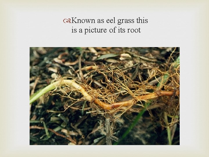  Known as eel grass this is a picture of its root 