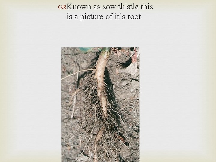  Known as sow thistle this is a picture of it’s root 