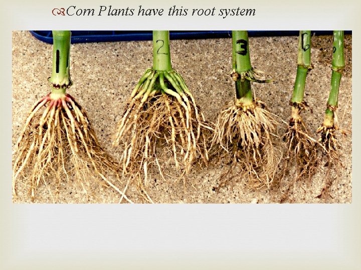  Corn Plants have this root system 