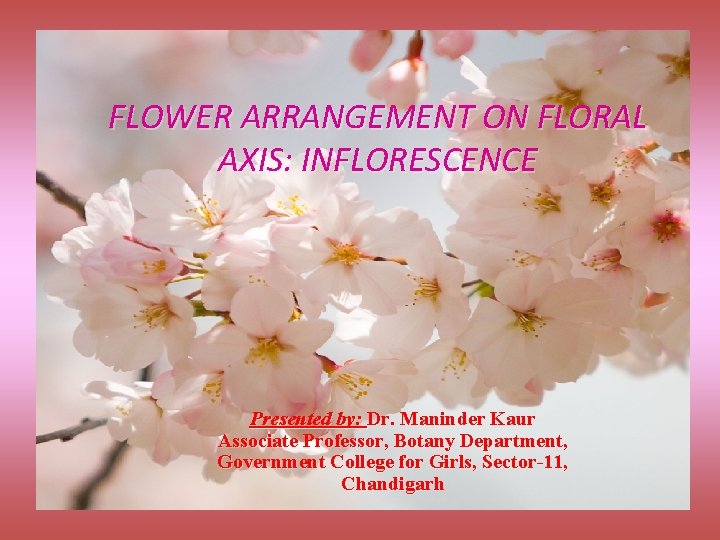 FLOWER ARRANGEMENT ON FLORAL AXIS: INFLORESCENCE Presented by: Dr. Maninder Kaur Associate Professor, Botany