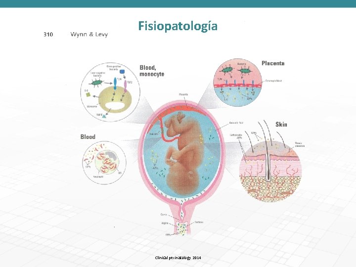 Fisiopatología Clinical perinatology 2014 