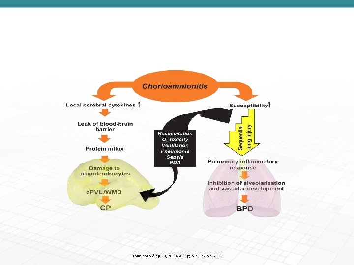 Thompson & Speer, Neonatology 99: 177 -87, 2011 
