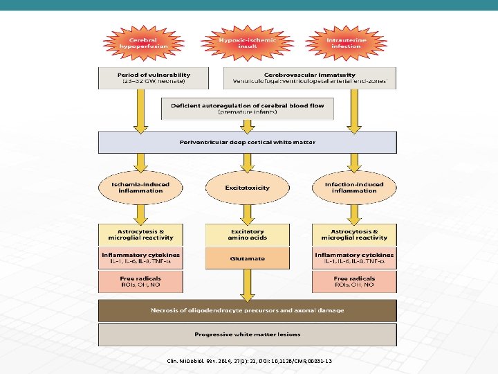 Clin. Microbiol. Rev. 2014, 27(1): 21, DOI: 10, 1128/CMR, 00031 -13 